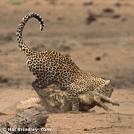 Leopard attacks croc