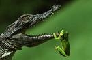 Croc & frog